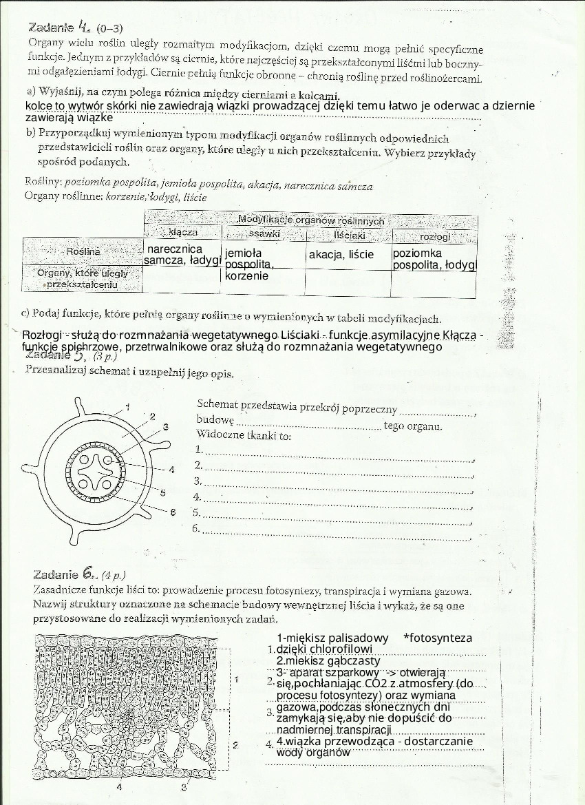 Karta pracy organy wegetatywne 2 - Pobierz pdf z Docer.pl