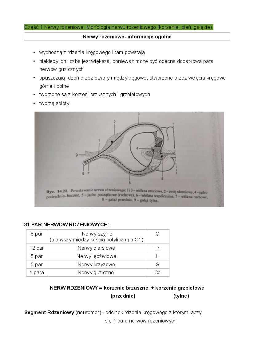 Anatomia Cw 8 Wspolne Notatki Pobierz Pdf Z Docer Pl