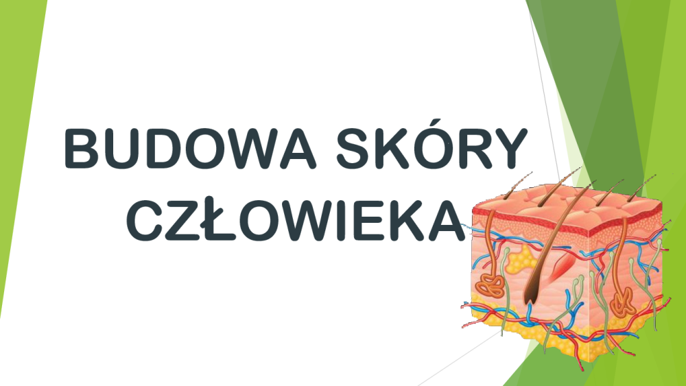 Naskórek Człowieka I Innych Ssaków Wytwarza Włosy Naskórek Człowieka I Innych Ssaków Wytwarza Włosy - Margaret Wiegel