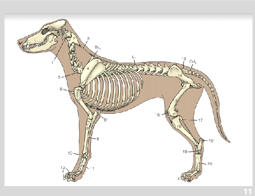 Скелет собаки анатомия кости. Строение скелета амстаффа. Скелет лабрадора. Скелет собаки цвергпинчера.