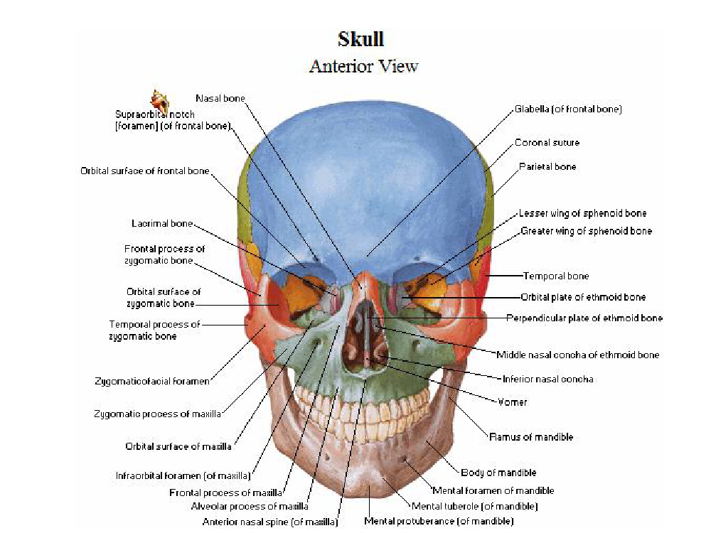 Netter - Atlas of Human Anatomy (2006) - Pobierz pdf z Docer.pl