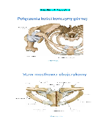 Medial Root of Median Nerve (Right)