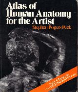 The Human Figure Dover Anatomy For Artists Gnv64 Pobierz Pdf Z Docer Pl