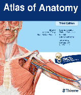 Muscles - Atlas of Anatomy