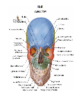netter interactive atlas of human anatomy pdf